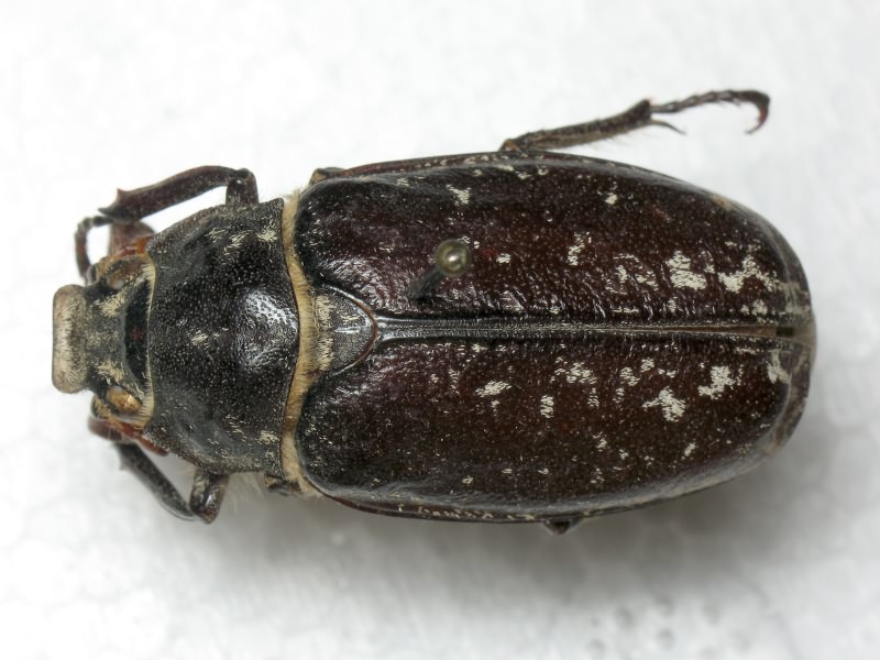 Polyphylla fullo (Linnaeus, 1758)